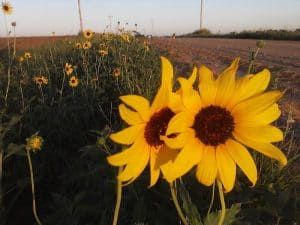 Photo by Becky McCray Wild sunflowers growing alongside a country road